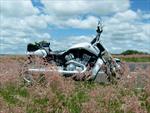 Harley Davidson V-Rod Muscle