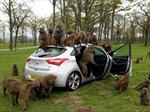 Hyundai I30 vs 40 monos