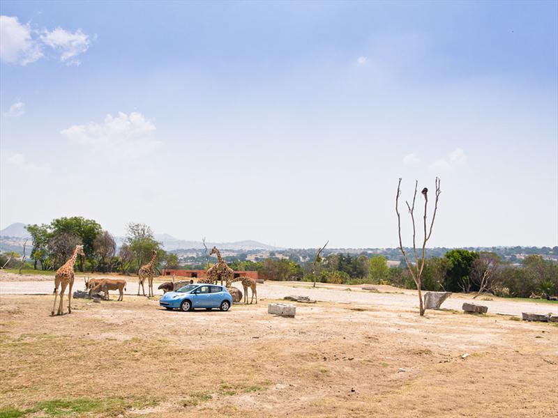 Nissan Leaf 2011 Africam Safari