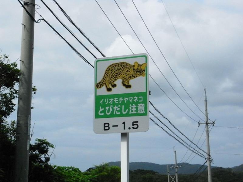 ¡Cuidado con los gatos!