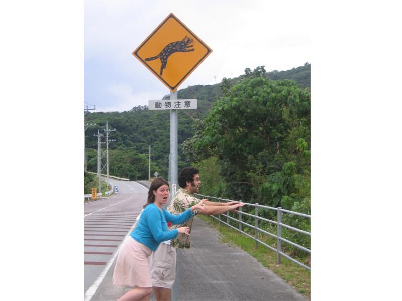 ¡Cuidado con los gatos!
