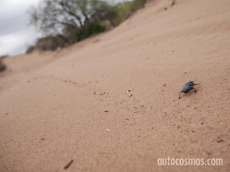 Dakar 2017: Desde adentro