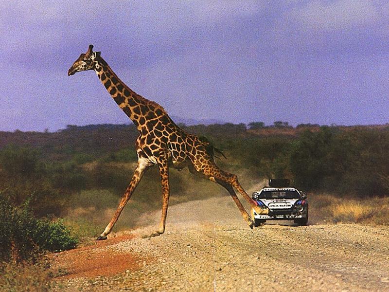 Top 10: Rally Safari (Africa)
