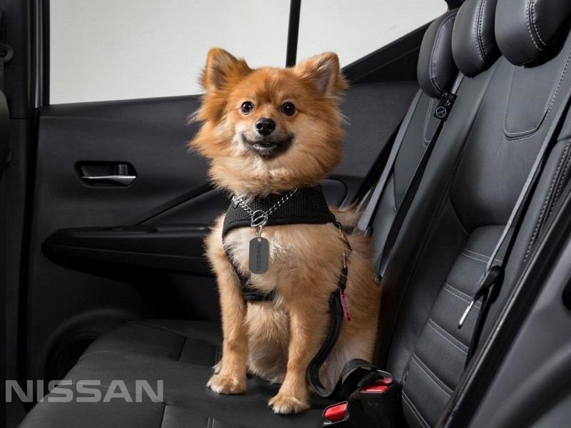 Accesorios para viajar con tu mascota en el auto