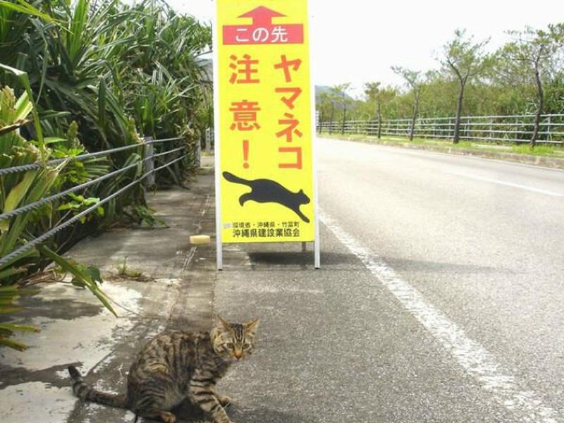 ¡Cuidado con los gatos!