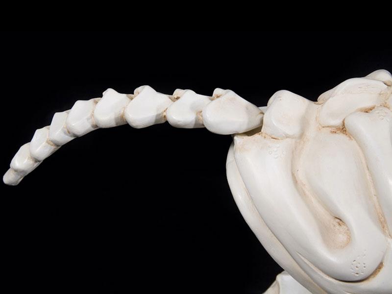 Camiones de esqueleto