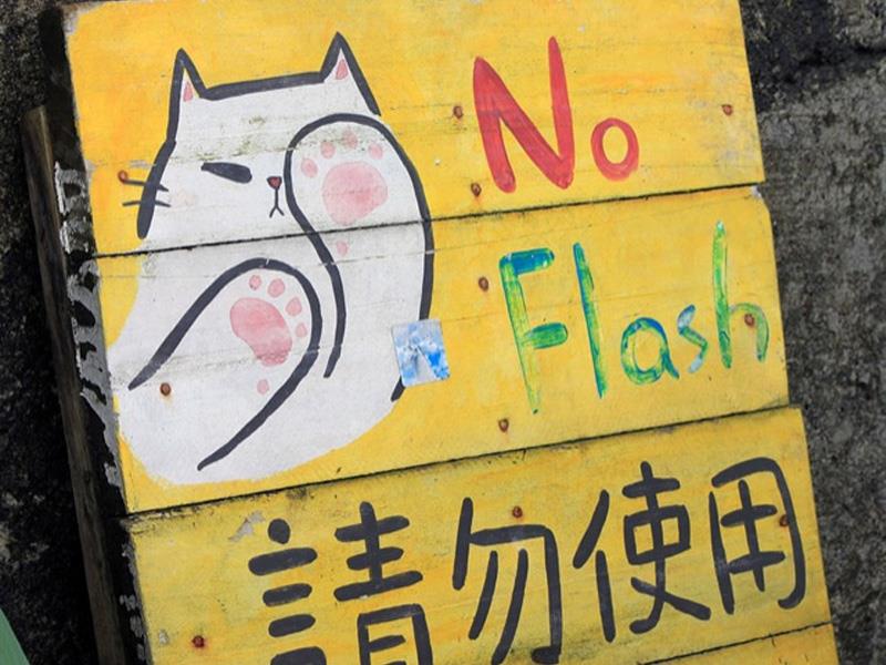 ¡Cuidado con los gatos!