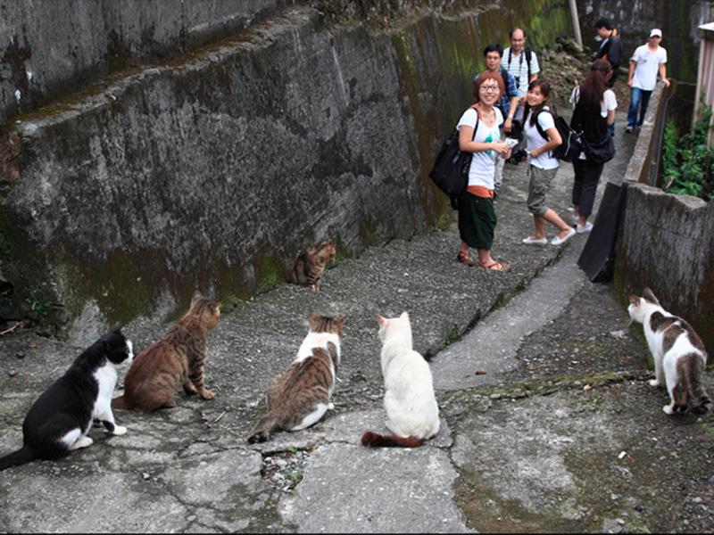 ¡Cuidado con los gatos!