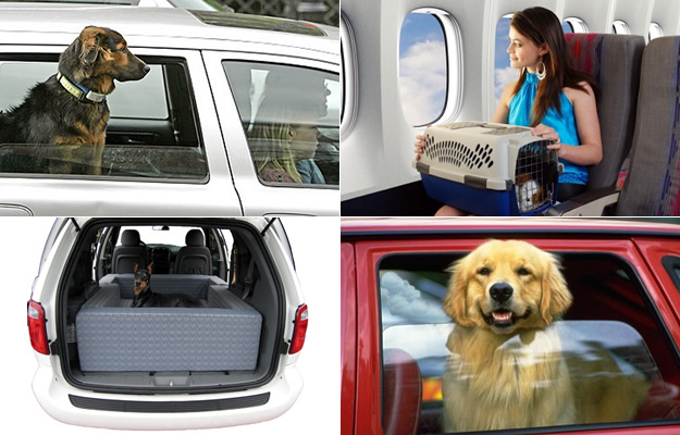 Tips para transportar a tu mascota con seguridad