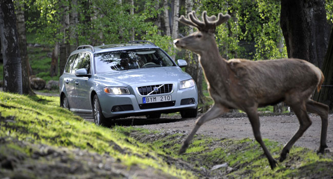 Volvo trabaja en sistema que evita el atropello de animales