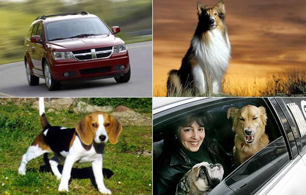 10 opciones de autos para que tu perro viaje seguro