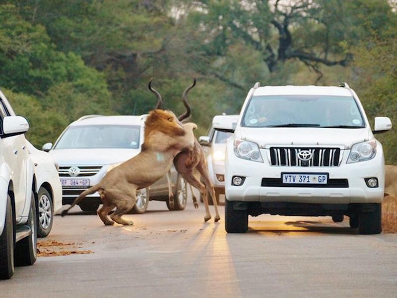 Video: Leones cazan y comen un antílope entre los autos