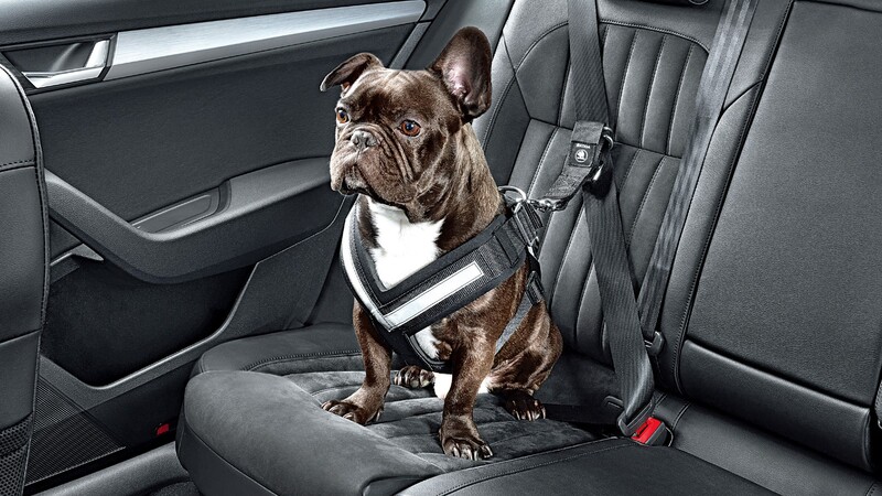 Usted no lo haga: llevar mascotas sueltas dentro del auto
