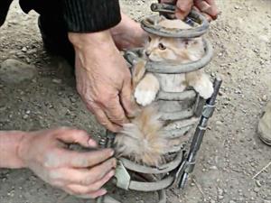 Video: Un gato queda atrapado en la suspensión de una Toyota Land Cruiser Prado