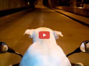 Video: En Colombia hay un perro motoquero