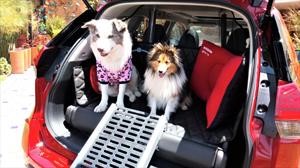 Nissan X-Trail Pets, un SUV pensado en las mascotas