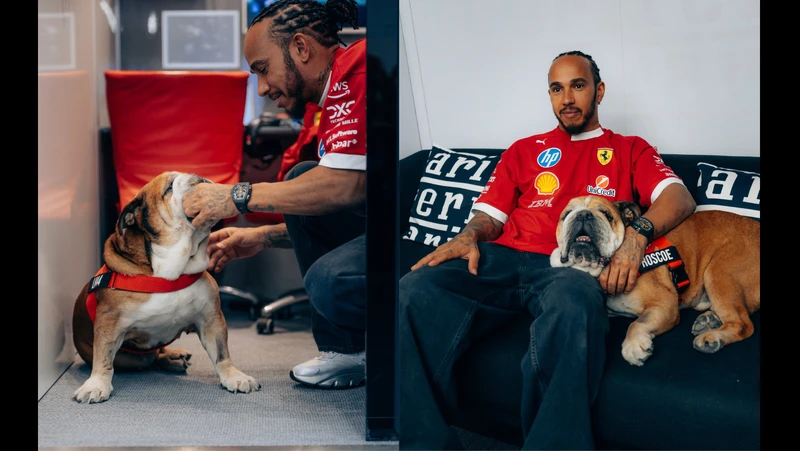 Murió Roscoe, el famoso bulldog de Lewis Hamilton