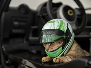 Lotus desarrolla un casco para gatos