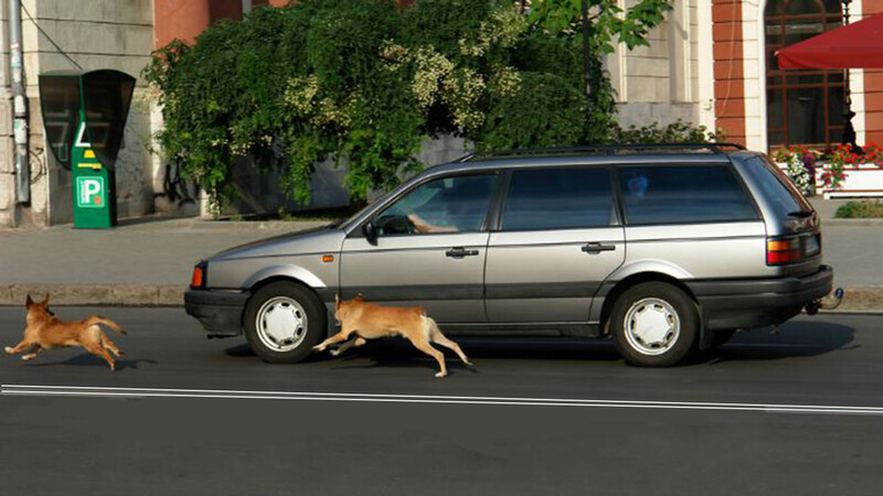 ¿Por qué los perros le ladran a los autos?