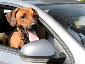 Útiles consejos para viajar con el perro en el auto 