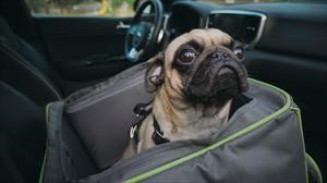 Estudio revela detalles sobre el comportamiento de las mascotas en un auto