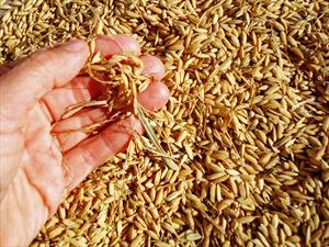 Goodyear convierte los desechos de la cosecha de arroz en neumáticos