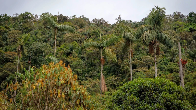 Autocolombiana protege 1.000 m² de bosque de niebla con KTM y Husqvarna