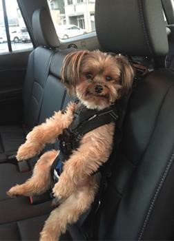 Cinturón de Seguridad para Perros