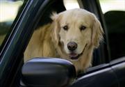 Conoce los autos en los que tu perro viajará seguro