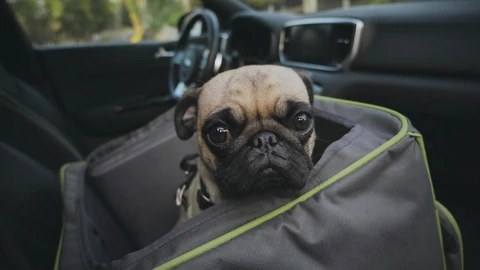 10 tips para viajar con tu mascota durante la temporada de lluvias