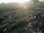 Ford y José Cuervo desarrollan plástico a base de agave 