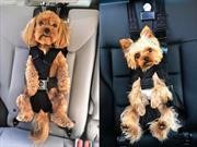 Conozca el nuevo cinturón de seguridad para perros