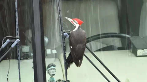 Insólito: El curioso caso del pájaro carpintero que rompe espejos