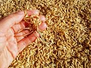Goodyear convierte los desechos de la cosecha de arroz en neumáticos
