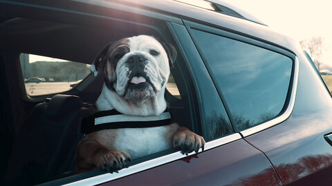 Ford patenta una idea para cuidar las mascotas en el auto