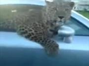 Video: Conductor viaja acompañado de un leopardo