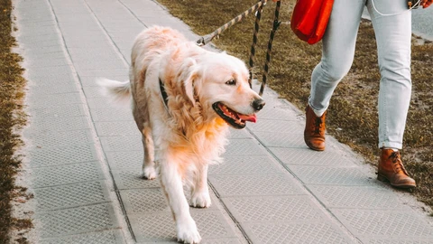 Paga tus multas de tránsito paseando perritos en CDMX