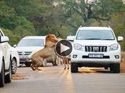 Leones cazan y comen un antílope entre los autos