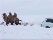 Usan un camello para remolcar un auto en la nieve