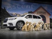 Subaru Ascent 2019 debuta en Los Ángeles conducido por perros