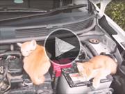 Nissan nos recuerda revisar que no haya gatos bajo el cofre