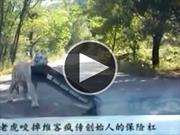 Video: Tigre siberiano arranca fascia de un Volkswagen Jetta