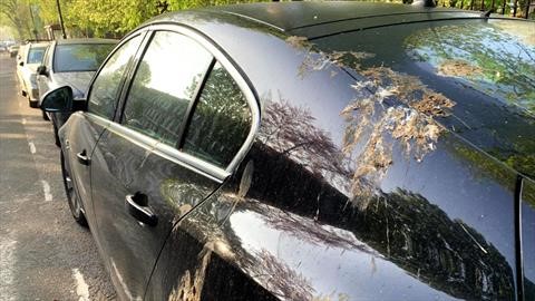 Por qué el excremento de pájaro es dañino para la pintura de los automóviles