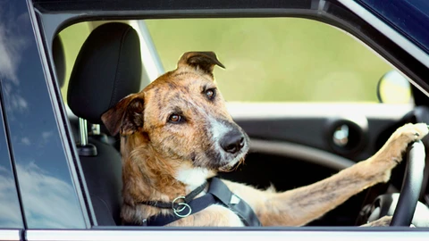 Conductor borracho sobrepasa los límites de velocidad e intenta inculpar a su perro al ser detenido