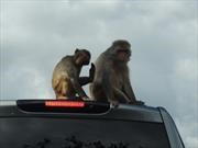 Acusan a las automotrices alemanas de experimentar en monos y personas